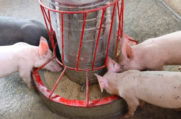 養豚の飼料