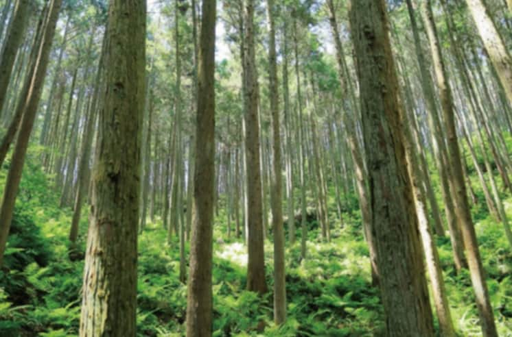 樹木に効果が期待できます